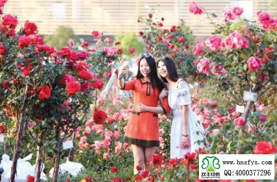 2015 南陽(yáng)月季展玉雕節(jié)已開(kāi)幕，花已開(kāi)好 君可來(lái)矣