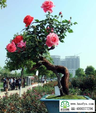 2015 南陽(yáng)月季展玉雕節(jié)已開(kāi)幕，花已開(kāi)好 君可來(lái)矣